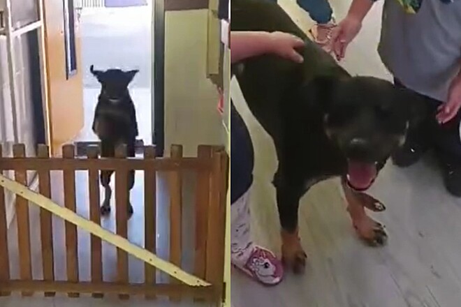Cão vira-lata entra saltando na sala de aula do maternal e logo faz seu trabalho