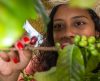 Presença da mulher no comando das propriedades de café cresce em todo o Brasil - Jornal da Franca