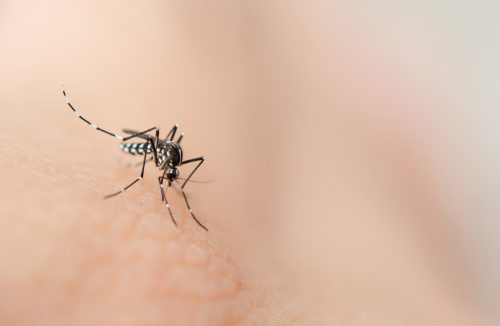 Com proliferação de casos, veja 5 curiosidades peculiares sobre o mosquito da dengue - Jornal da Franca
