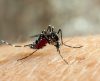 Brasil passa de mil mortes por dengue em 2024 e se aproxima de recorde histórico - Jornal da Franca