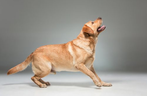 Tutora mostra técnica para ensinar o cachorro a não latir quando batem na porta - Jornal da Franca