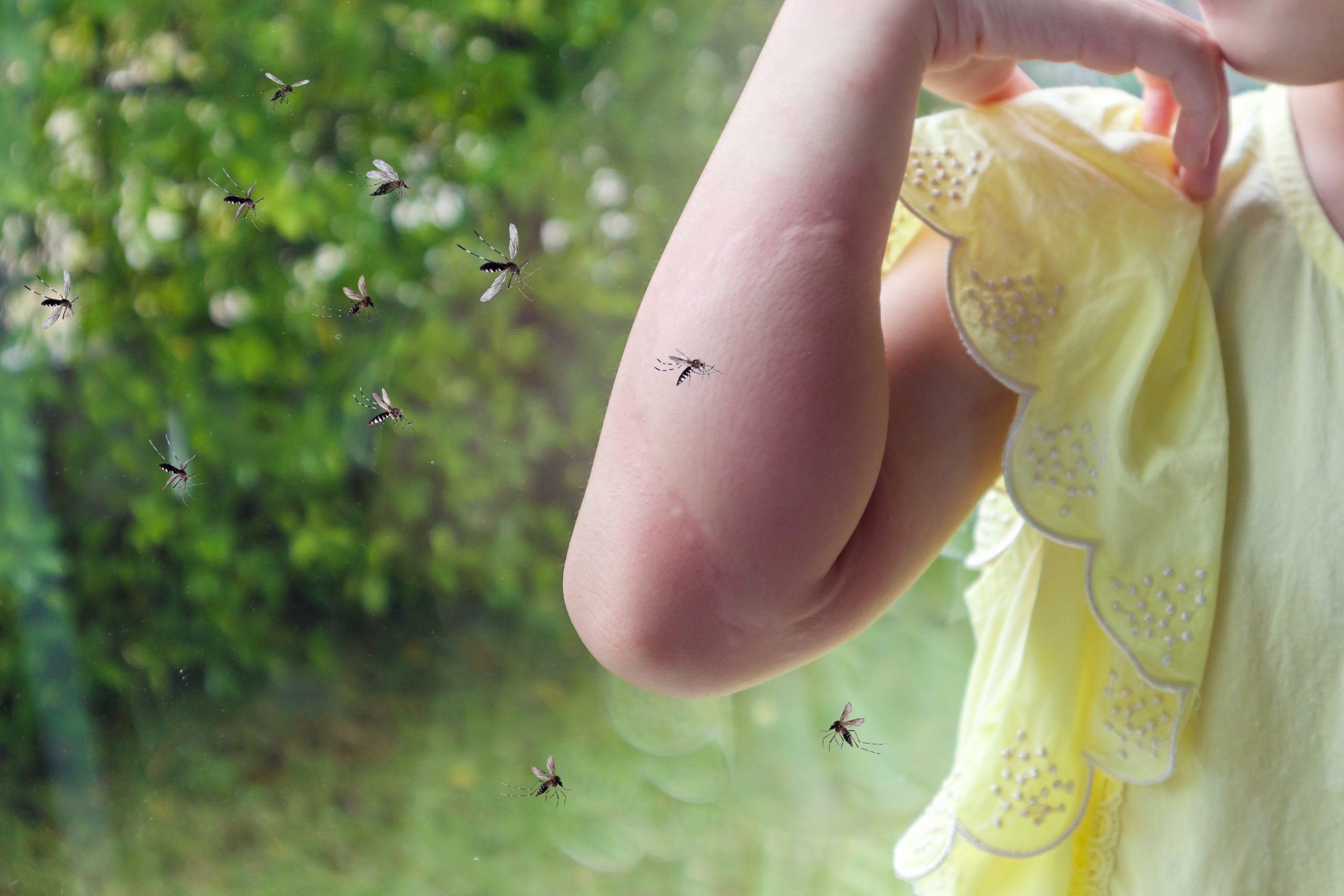 Álcool, cravo e óleo de citronela: os repelentes caseiros funcionam contra a dengue?