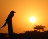 Você sabe por que os pássaros cantam antes do sol nascer? - Jornal da Franca