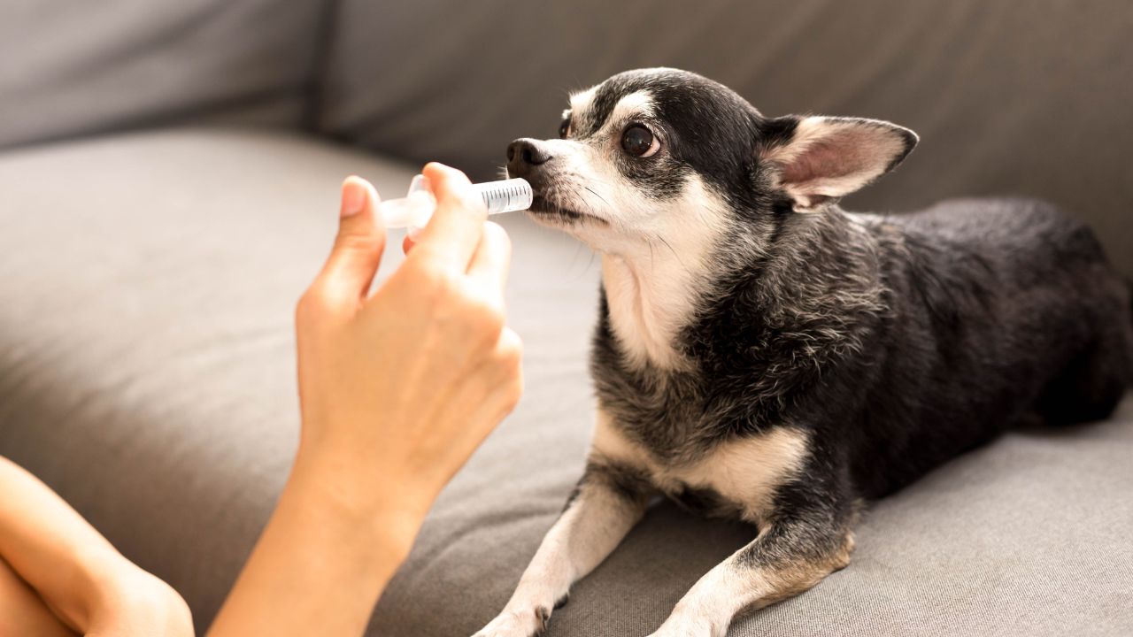 Vermifugação: saiba como prevenir ação dos vermes e proteger o seu pet