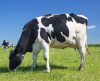 Inédito: Vaca transgênica do sul do Brasil produz leite com insulina pela 1ª vez - Jornal da Franca