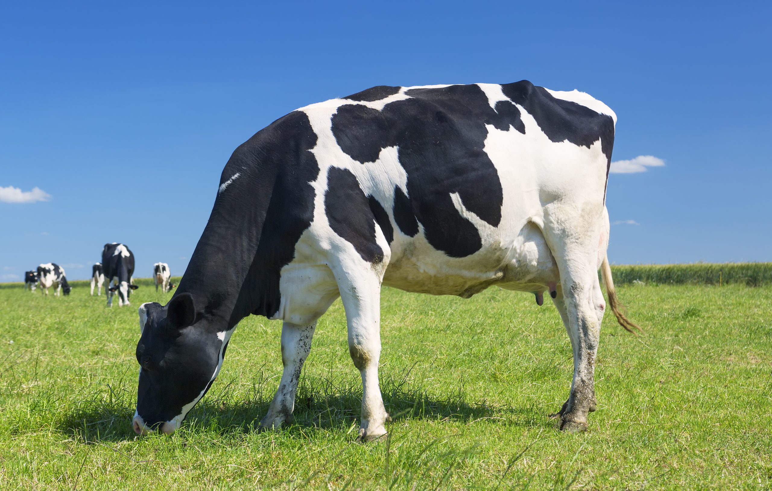 Inédito: Vaca transgênica do sul do Brasil produz leite com insulina pela 1ª vez