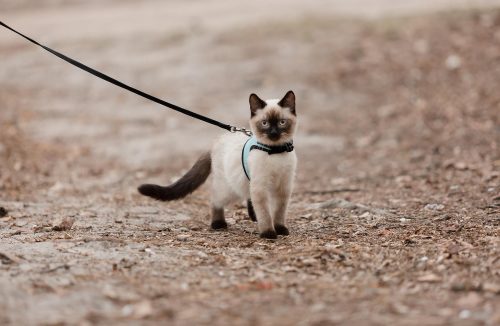 Veja alguns casos em que o passeio com o gato da casa é muito recomendado - Jornal da Franca