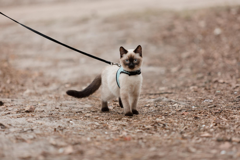Veja alguns casos em que o passeio com o gato da casa é muito recomendado