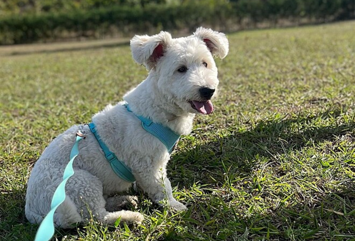 Pai que não queria cachorro em casa é flagrado brincando de esconde com o pet