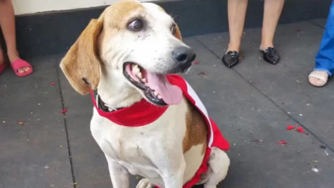 Cachorro adotado por padre vira “cãoroinha” e é atração em missas na nossa região