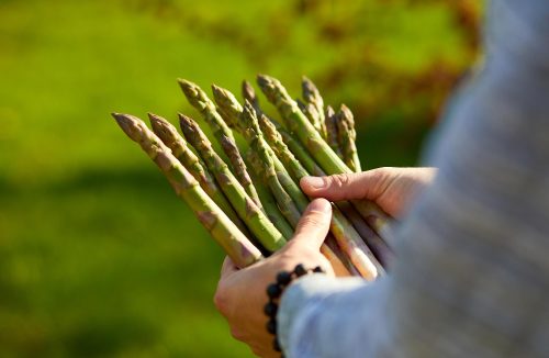 Conheça o passo a passo para cultivar aspargo em casa e seus benefícios para a saúde - Jornal da Franca