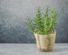Cinco tesouros verdes: veja as plantas medicinais que você deve ter no seu jardim - Jornal da Franca