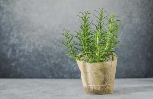 Cinco tesouros verdes: veja as plantas medicinais que você deve ter no seu jardim - Jornal da Franca