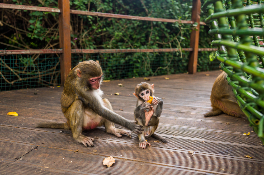 Adolescente pede para Alexa latir e salva sobrinha de ataque de macacos em casa