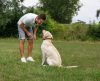 Truques para cachorro: 4 dicas de adestramento para se divertir com o seu cão - Jornal da Franca