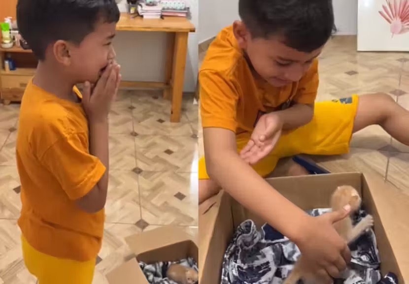Mãe faz surpresa a filho que sonhava em ter um gatinho e a criança cai no choro