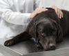 Imunidade dos pets: veja como proteger a saúde de cães e gatos - Jornal da Franca