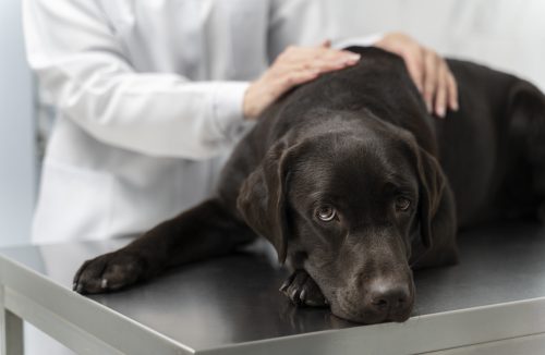 Imunidade dos pets: veja como proteger a saúde de cães e gatos - Jornal da Franca