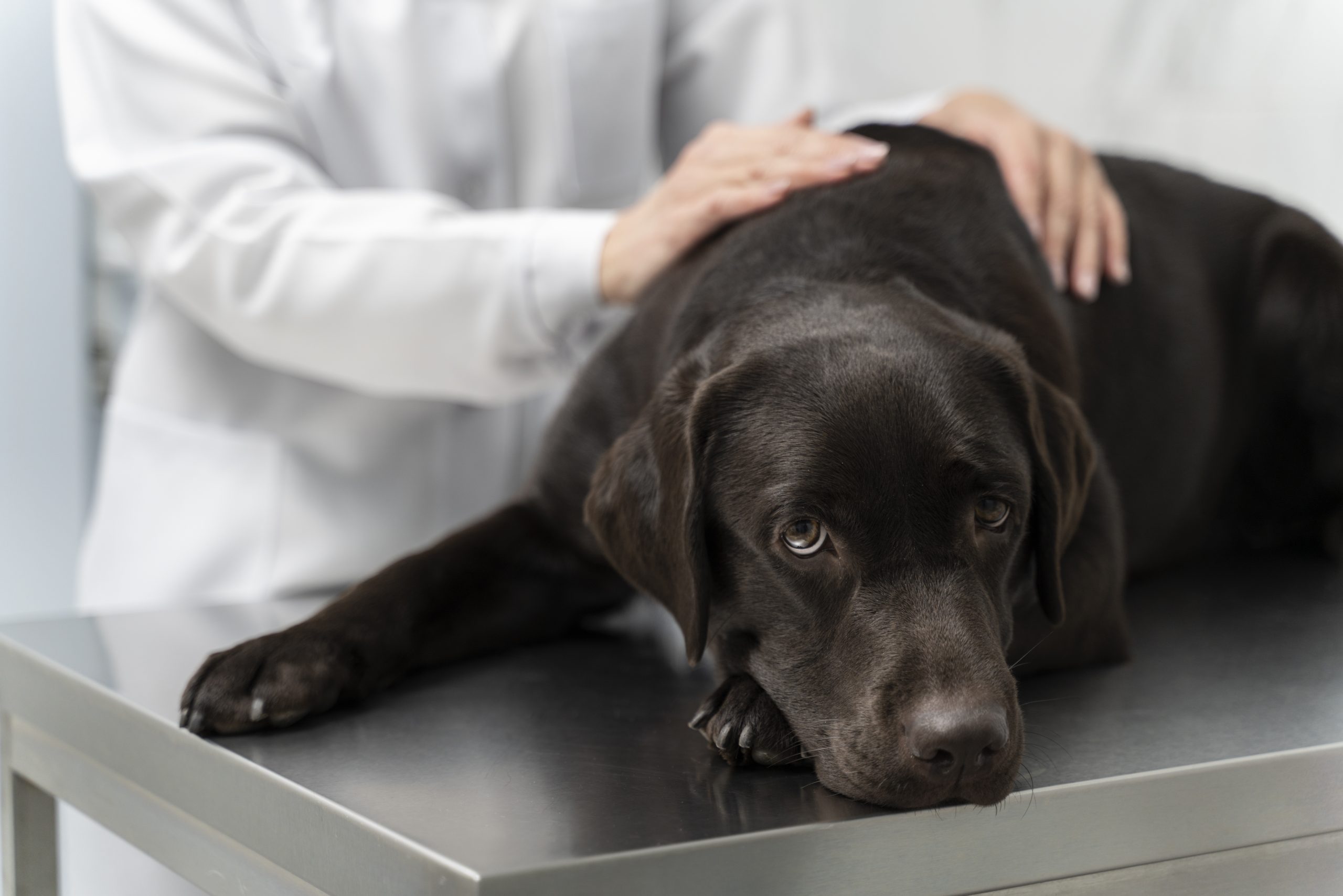 Imunidade dos pets: veja como proteger a saúde de cães e gatos