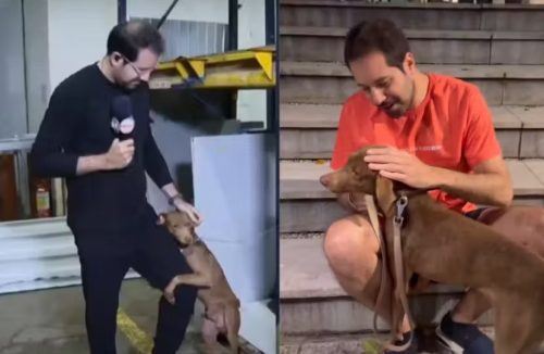 Jornalista do SBT adota cãozinho que agarrou na perna dele durante transmissão no RS - Jornal da Franca