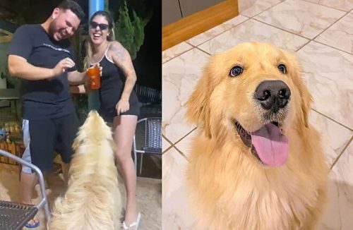 Conheça Buzz, o cachorro que viralizou nas redes requebrando e dançando funk - Jornal da Franca