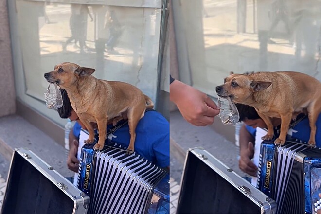 Vira-lata caramelo segura sacolinha de gorjetas para artista de rua e vídeo encanta