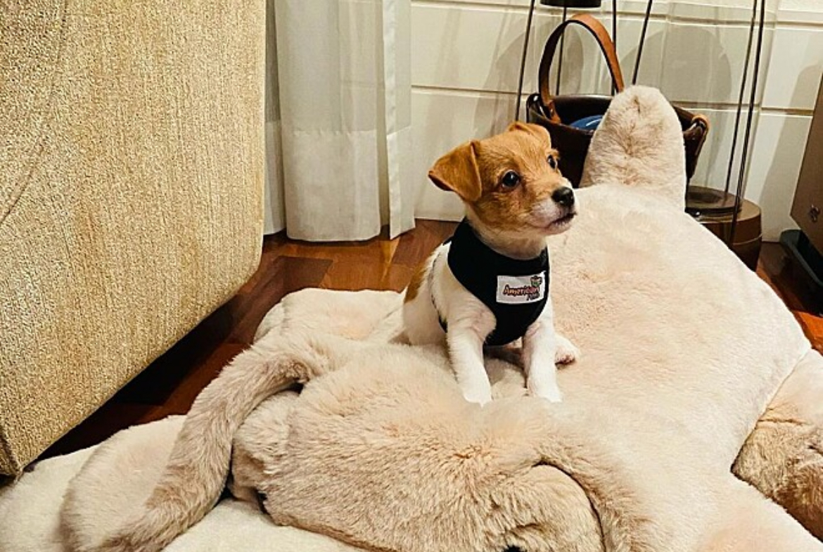 Conheça Bud, o cachorro que está famoso na internet por “latir com educação”