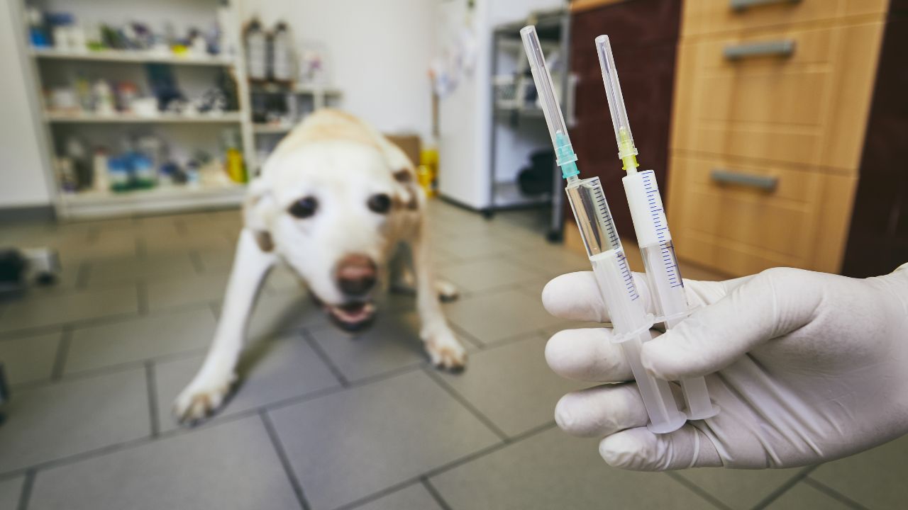 Seu pet tem medo de ir ao veterinário? Saiba como conseguir driblar o problema