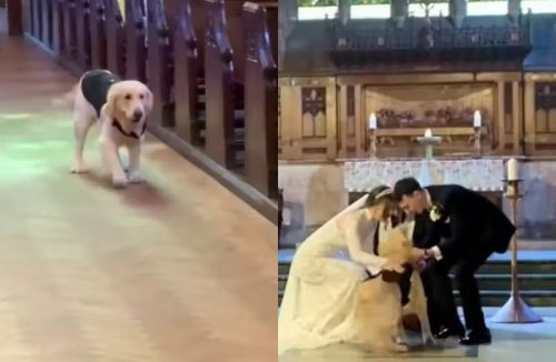 Cão golden de smoking rouba a cena carregando alianças em casamento; vídeo - Jornal da Franca