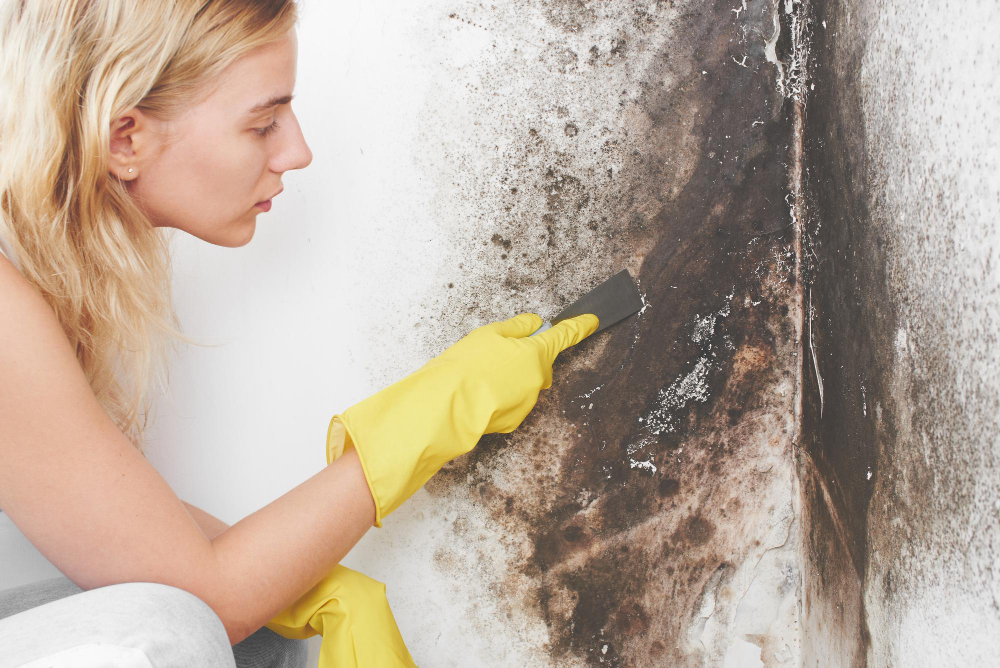 Problemas como mofo em casa? Especialista dá dicas de limpeza e prevenção