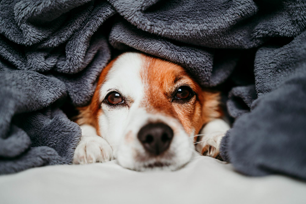 Cachorro sente frio? Saiba deixar seu pet confortável nos dias de temperatura baixa
