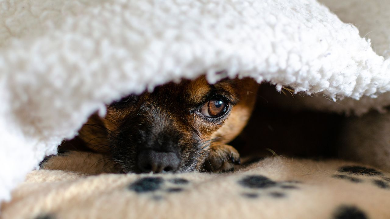 Como acalmar os pets no agito das festas de fim de ano