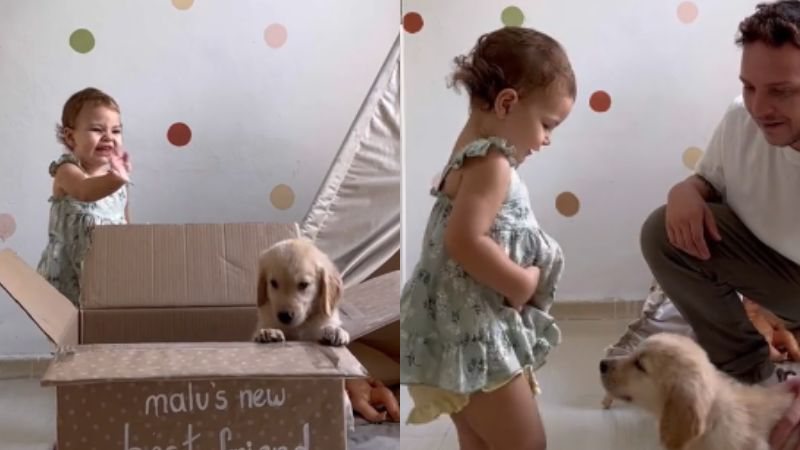 Reação de garotinha ganhando um cãozinho golden encanta a internet. Assista