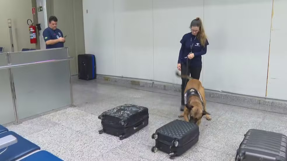 Esse cão fareja dinheiro e, ainda por cima, trabalha para a Receita Federal