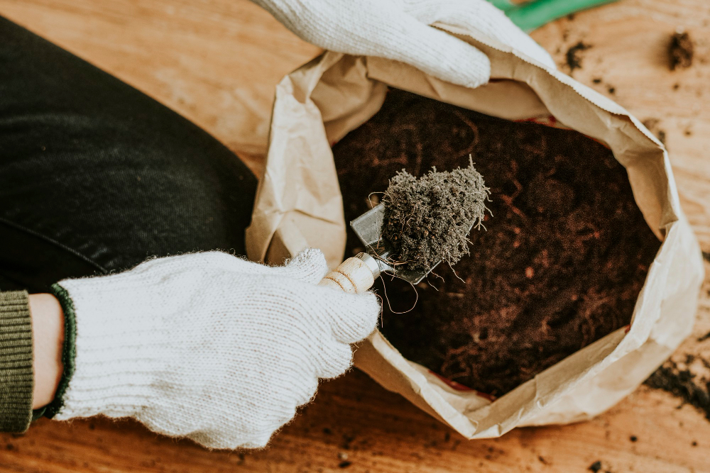 Conheça o adubo caseiro simples e barato que faz qualquer planta explodir de frutos