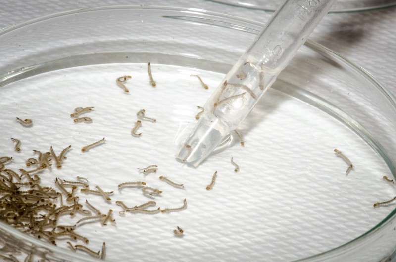 Veja o produto eficaz no combate às larvas do mosquito da dengue, segundo a USP
