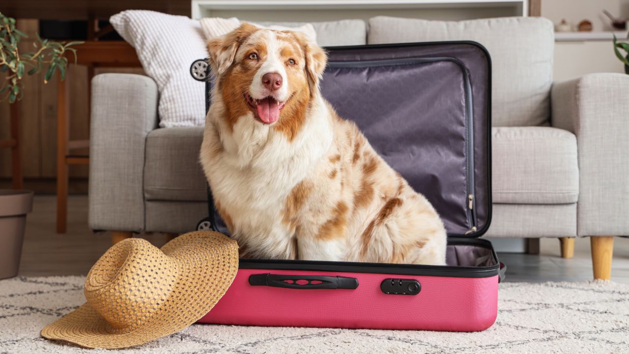 Férias com pet: Confira os cuidados essenciais antes de viajar com seu cachorro