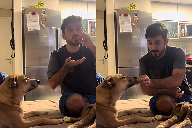 Tutor cria brincadeira hilária com vira-lata caramelo e internet não perdoa