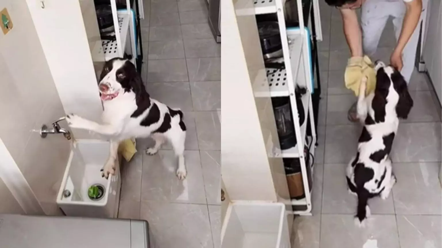 Cachorro esperto surpreende a internet ao lavar as patinhas após fazer seu passeio