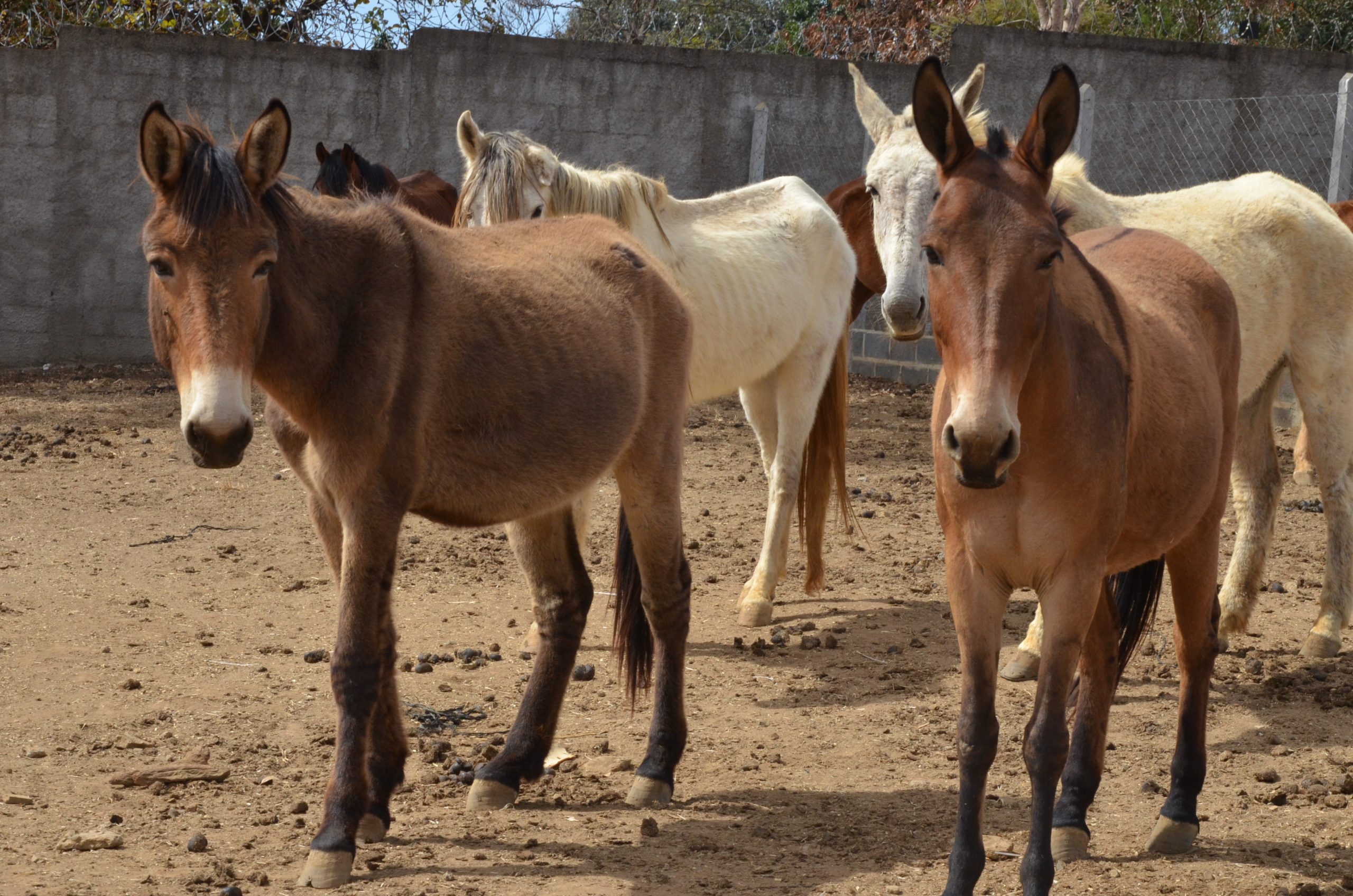 Franca realiza leilão de 26 animais de grande porte no próximo dia 2 de setembro