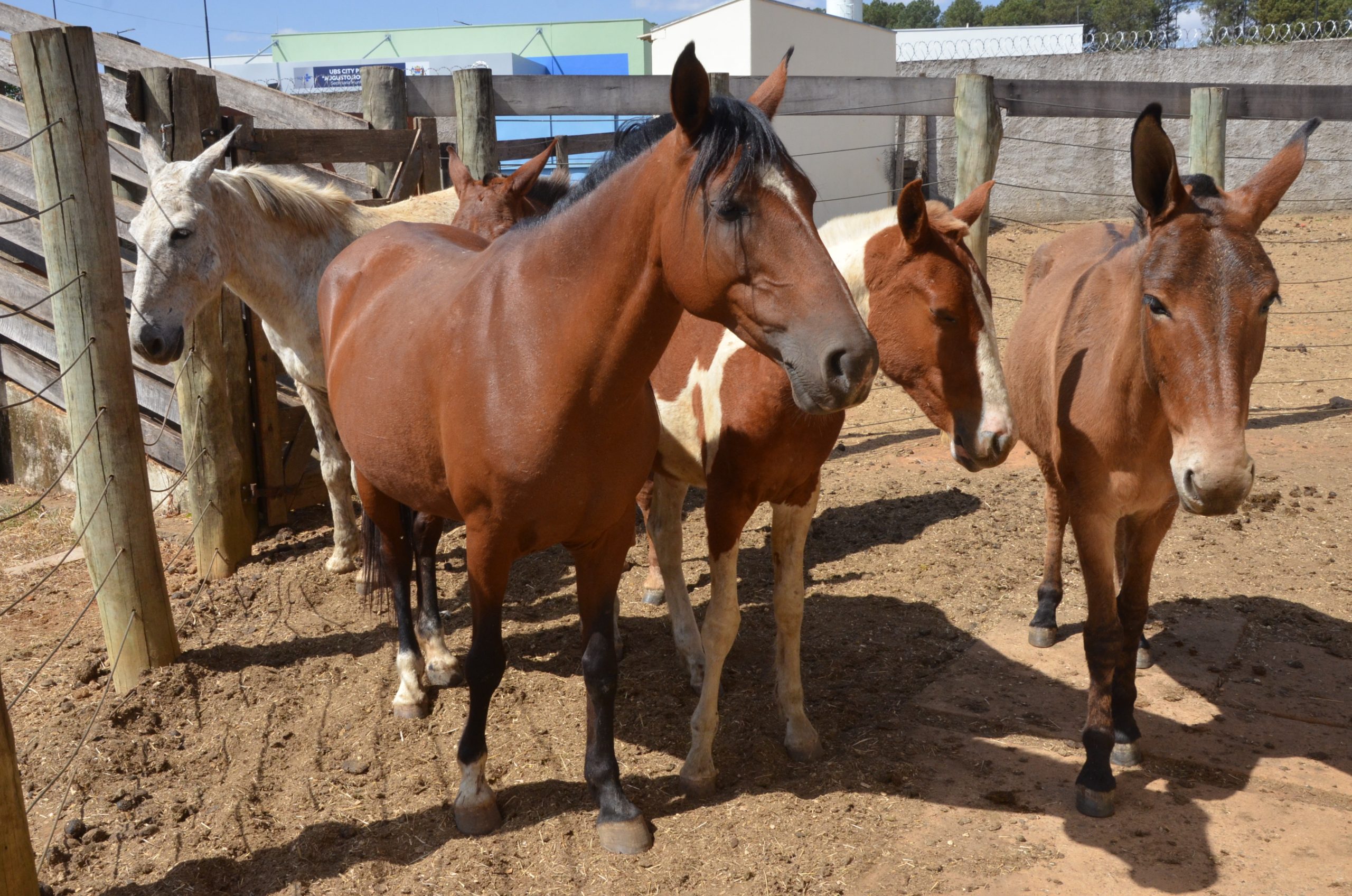 Canil e Guarda Civil de Franca apreendem 5 animais de grande porte nas ruas