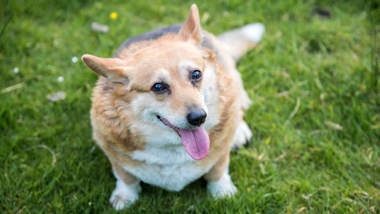 Não é por acaso: cachorros encaram humanos por afeto e atenção, dizem especialistas