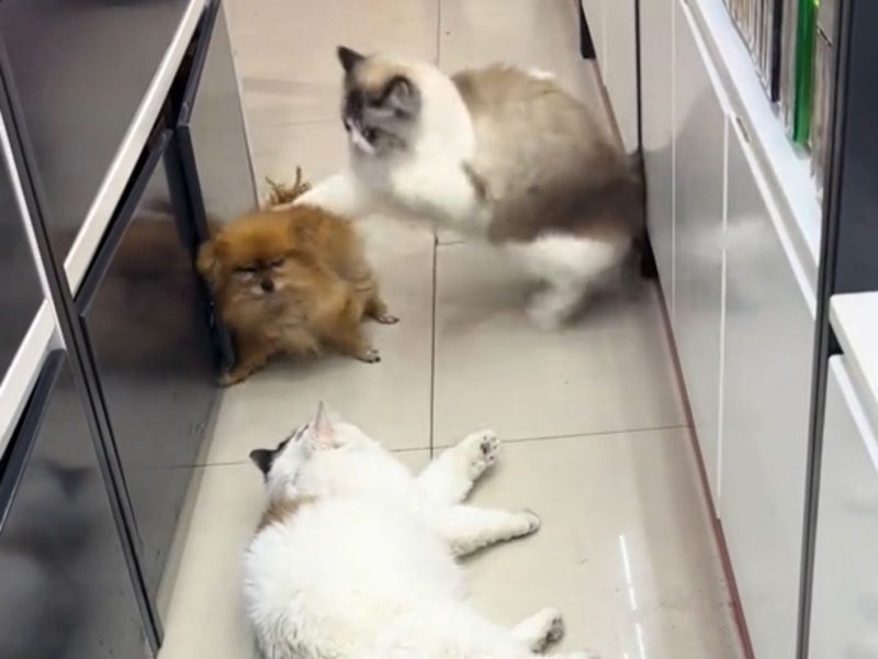 “Cachorro zen” não gostou de ver seus irmãos pets brigando e resolveu se meter