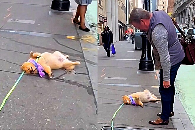 Cão fica estirado chão, pedestres olham e descobrem que cena não é o que parece