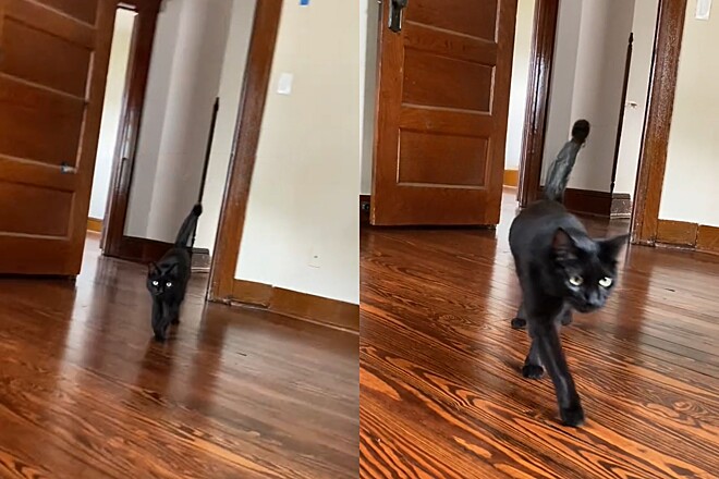Tutores se mudam com seu gato para nova casa: e o pet faz milhões de pessoas rirem