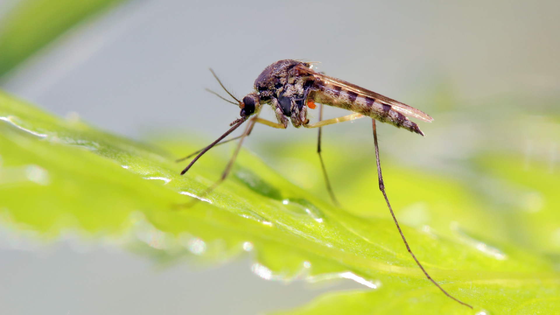 Entenda as diferenças entre pernilongo comum, da dengue e o da febre oropouche