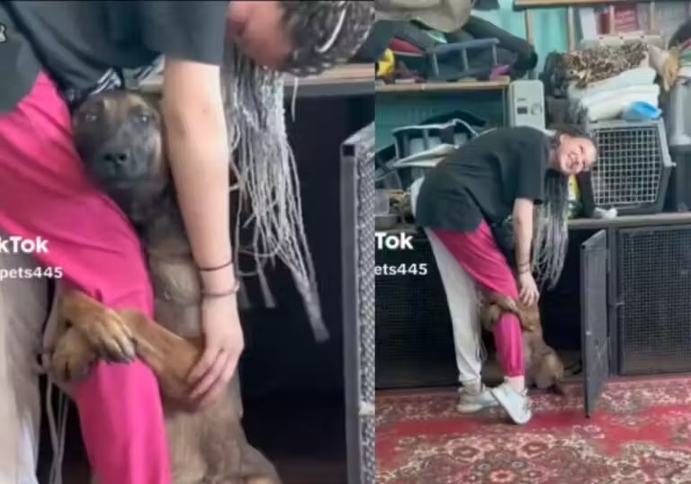Cão se agarra à perna da nova tutora ao perceber que seria adotado; Vídeo
