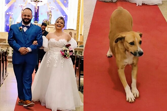Noiva se preocupa com vira-lata na igreja e atitude do cão torna momento especial