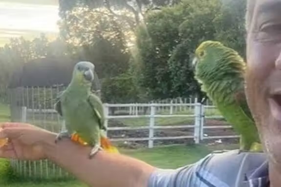 Papagaio se acaba de tanto rir ao ver amigo errar o pouso e vídeo viraliza