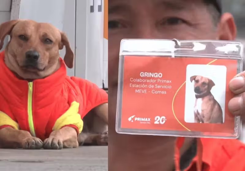 Cão herói espanta ladrões e ganha emprego com crachá em posto de gasolina